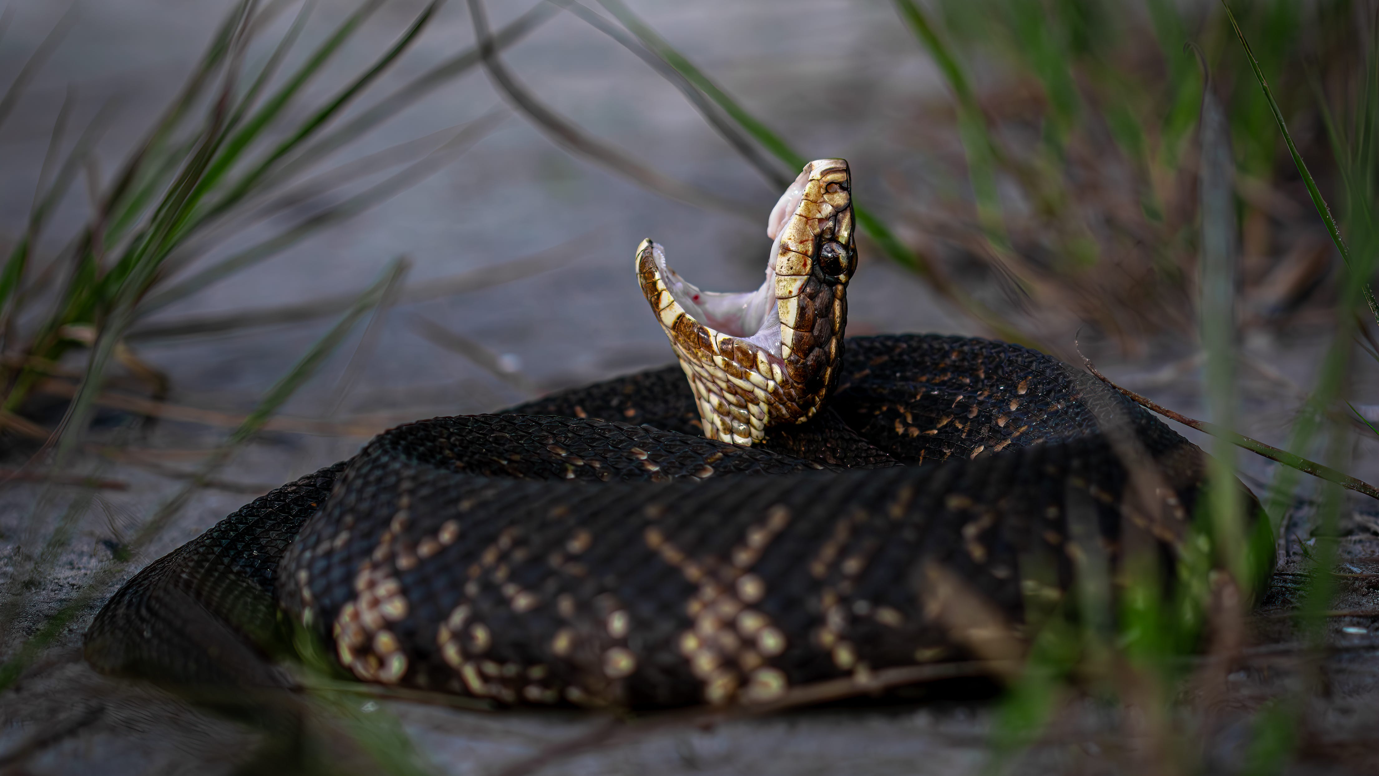 Deadliest snakes in the Sunshine State: Florida has 6 venomous snakes